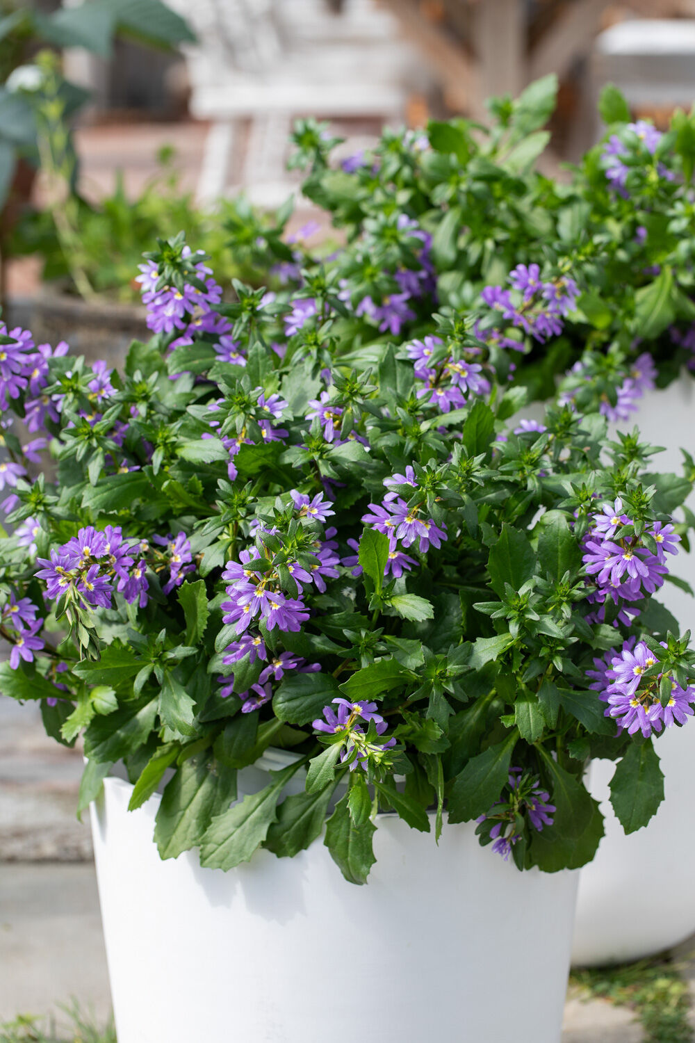 lettstelte sommerblomster